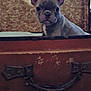 Abby participe au concours pour gagner de l'argent avec cette photo : animal, brown, closeup, curious, cute, dog, ears, floor, french_bulldog, furniture, household, indoor, looking, pet, portrait, puppy, small, suitcase, vintage, young