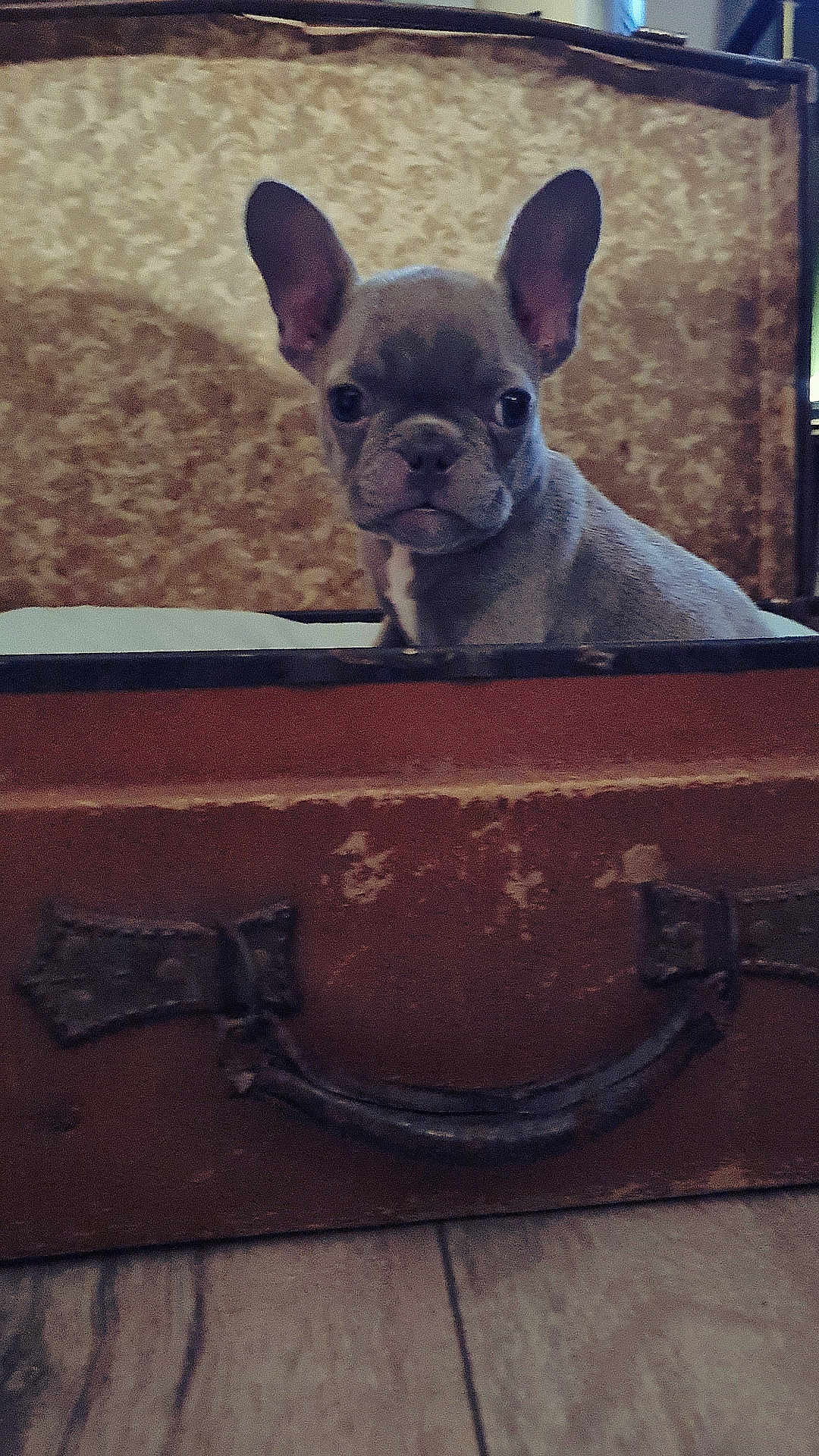 Abby