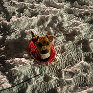 Chip joined the competition — help win amazing prizes! dog, puppy, snow, winter, leash, jacket, outdoor, night, animal, pet, cold, footprints, brown_dog, looking_up, fur, small_dog, canine, cute, frozen, frost