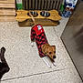 Chip is registered to the contest to win money with this photo: dog, plaid_shirt, mickey_mouse, stretching, kitchen, food_bowls, wooden_feeding_station, floor, indoor, pet, brown_dog, white_paws, curtains, radiator, tile_wall, metal_bowl, pet_food_bag, appliance, black_paw, playful