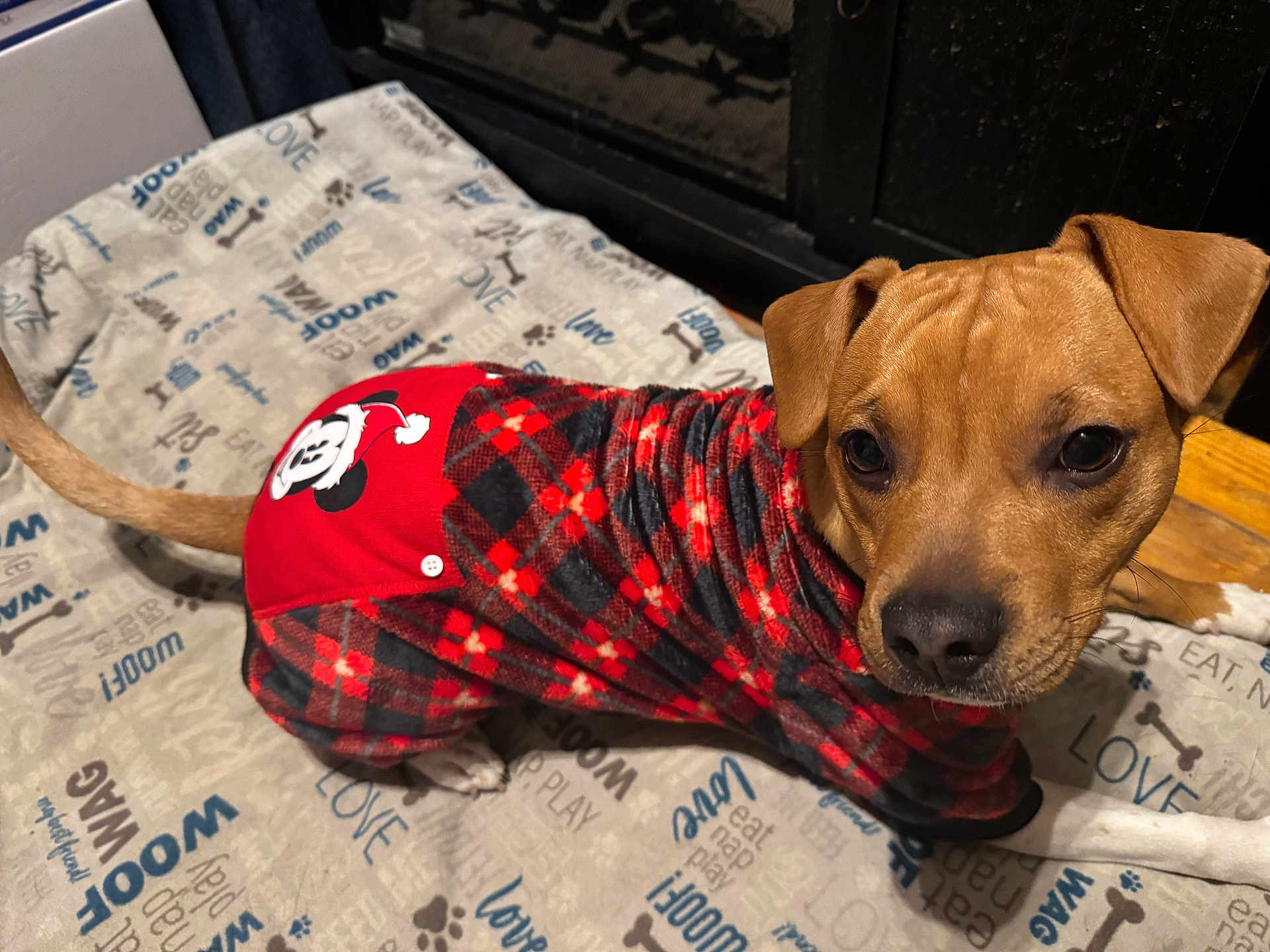 Chip joined the competition — help win amazing prizes! dog, puppy, pet_clothing, plaid, red, black, bed, blanket, mickey_mouse, indoor, curious, brown_dog, canine, animal, cute, cozy, playful_text, paw_prints, lying_down, looking