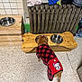 dog, puppy, sweater, plaid, mickey_mouse, feeding_station, wooden, metal_bowls, radiator, tiled_wall, floor, pet_food, bag, kitchen, indoor, brown_dog, small_dog, pet_care, cozy, home