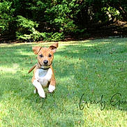 Chip is registered to the contest to win money with this photo: animal, canine, collar, cute, daytime, dog, ears, energetic, field, grass, greenery, motion, nature, outdoor, pet, playful, puppy, running, sunlight, young