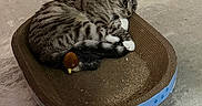 Sox is registered to the contest to win money with this photo: cat, tabby_cat, pet, scratcher_bed, plush_toy, duck_toy, carpet, floor, indoor, furniture, cozy, resting, animal, cute, domestic_cat, fur, whiskers, paws, relaxed, home