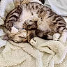 Sox is registered to the contest to win money with this photo: animal, blanket, cat, comfort, cozy, curled_up, cute, domestic, feline, fur, indoor, nap, paws, pet, relaxed, resting, sleeping, soft, tabby, whiskers