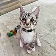 Sox joined the competition — help win amazing prizes! animal, carpet, cat, collar, curious, cute, domestic, ears, floor, fur, indoor, kitten, paws, pet, playful, sitting, toy, whiskers, wide_eyes, young