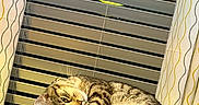 Sox joined the competition — help win amazing prizes! blinds, cat, couch, cozy, curtains, domestic_animal, feline, fur, head, home, indoor, person, pet, relaxed, resting, sleepy, soft_light, striped, tabby_cat, window_covering