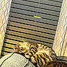 blinds, cat, couch, cozy, curtains, domestic_animal, feline, fur, head, home, indoor, person, pet, relaxed, resting, sleepy, soft_light, striped, tabby_cat, window_covering