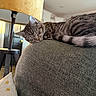 Sox is registered to the contest to win money with this photo: animal, cat, comfortable, couch, cozy, domestic, furniture, gray, home, indoor, lamp, living_room, peaceful, pet, relaxing, rest, sleeping, tabby, textured, yellow