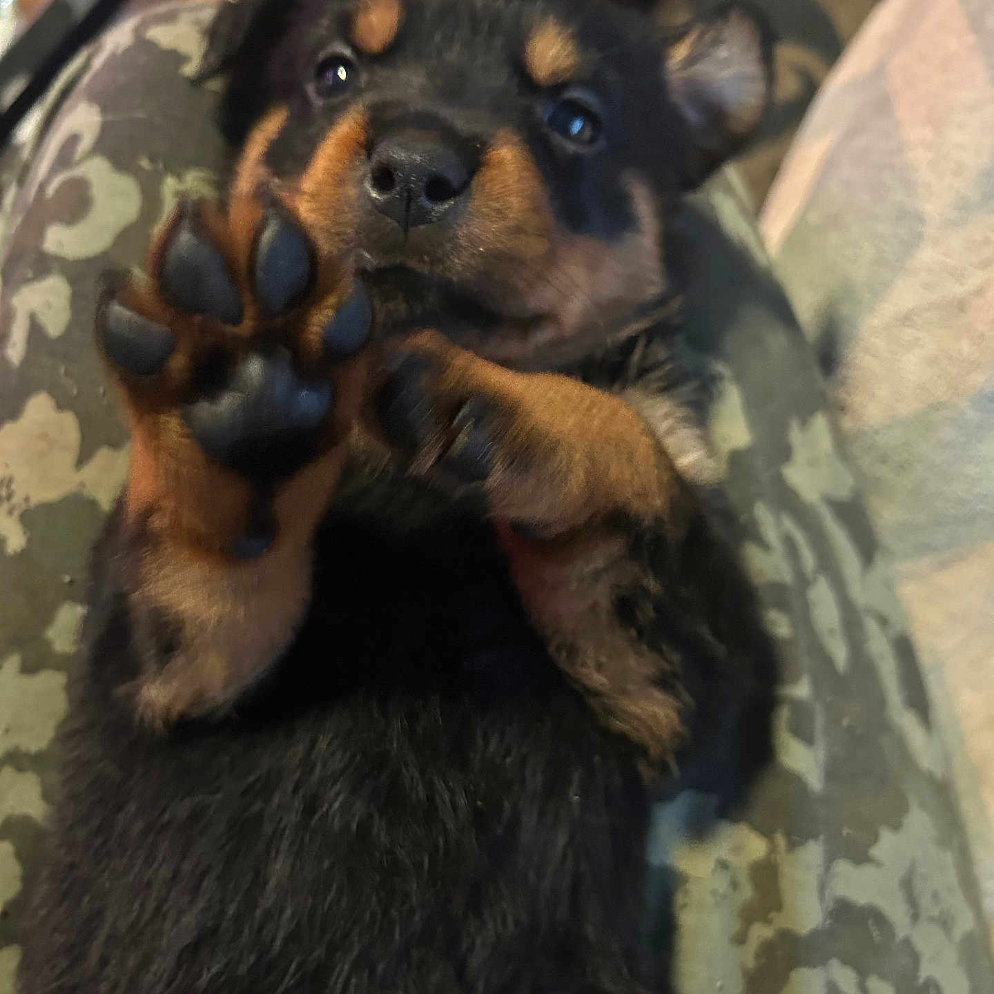 Vador