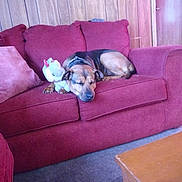 Rusty is registered to the contest to win money with this photo: animal, carpet, companion, couch, cozy, cute, dog, domestic, furniture, home, indoor, peaceful, pet, red_couch, relaxing, resting, sleeping, stuffed_toy, unicorn, wood_panel_wall