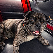 Sparky a rejoint le concours — aidez-le/la à gagner de superbes lots ! dog, brindle, pet_carrier, mesh, red, happy, tongue_out, canine, indoor, close_up, fur, collar, comfort, resting, animal, pet, portrait, smiling, seat, leisure