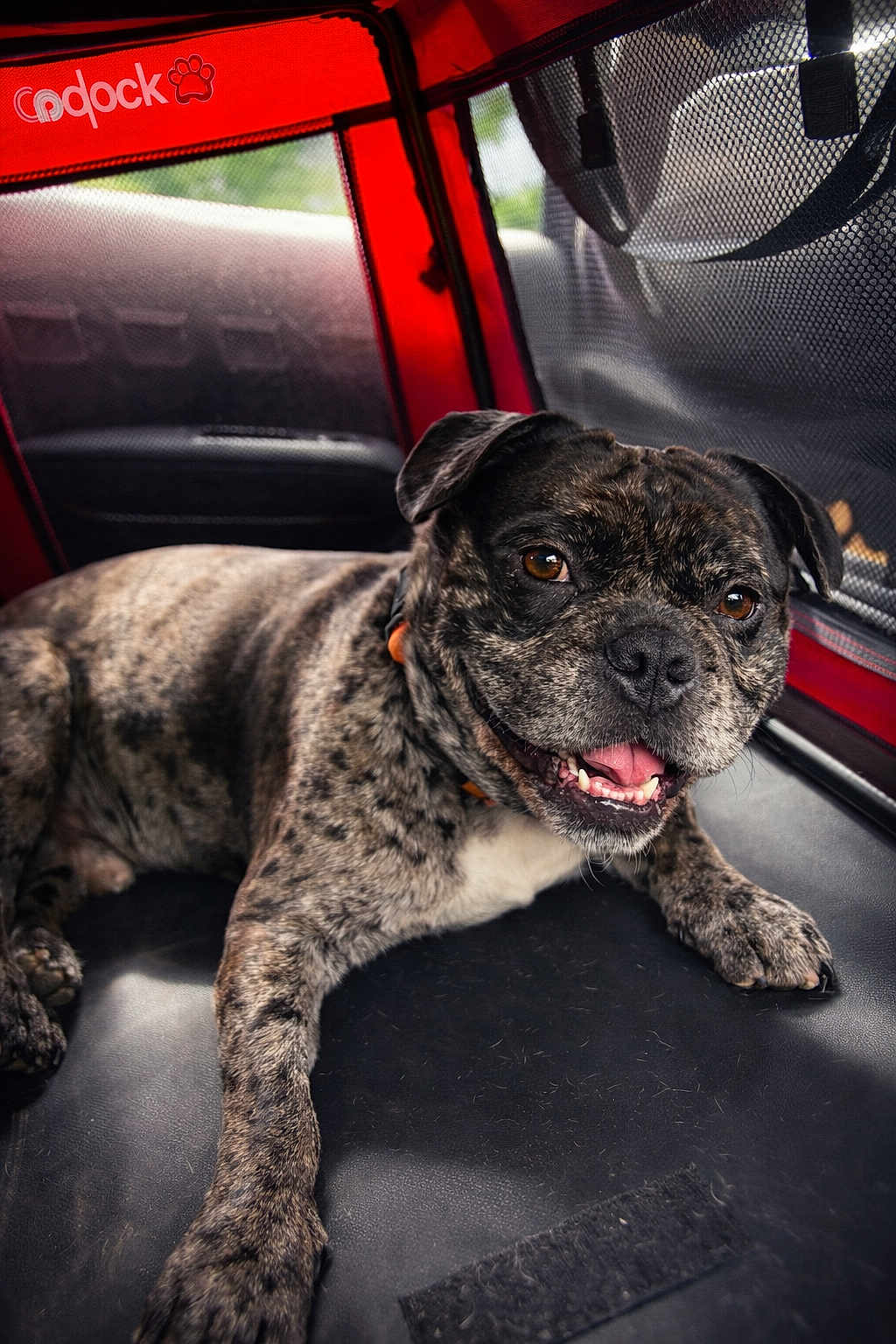 Sparky a rejoint le concours — aidez-le/la à gagner de superbes lots ! dog, brindle, pet_carrier, mesh, red, happy, tongue_out, canine, indoor, close_up, fur, collar, comfort, resting, animal, pet, portrait, smiling, seat, leisure