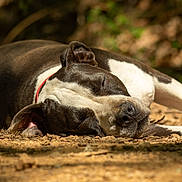 Neytiri a rejoint le concours — aidez-le/la à gagner de superbes lots ! dog, sleeping, outdoor, forest_floor, sunlight, nature, animal, pet, canine, relaxed, resting, brown, white, black, collar, closeup, peaceful, daytime, leaves, ground