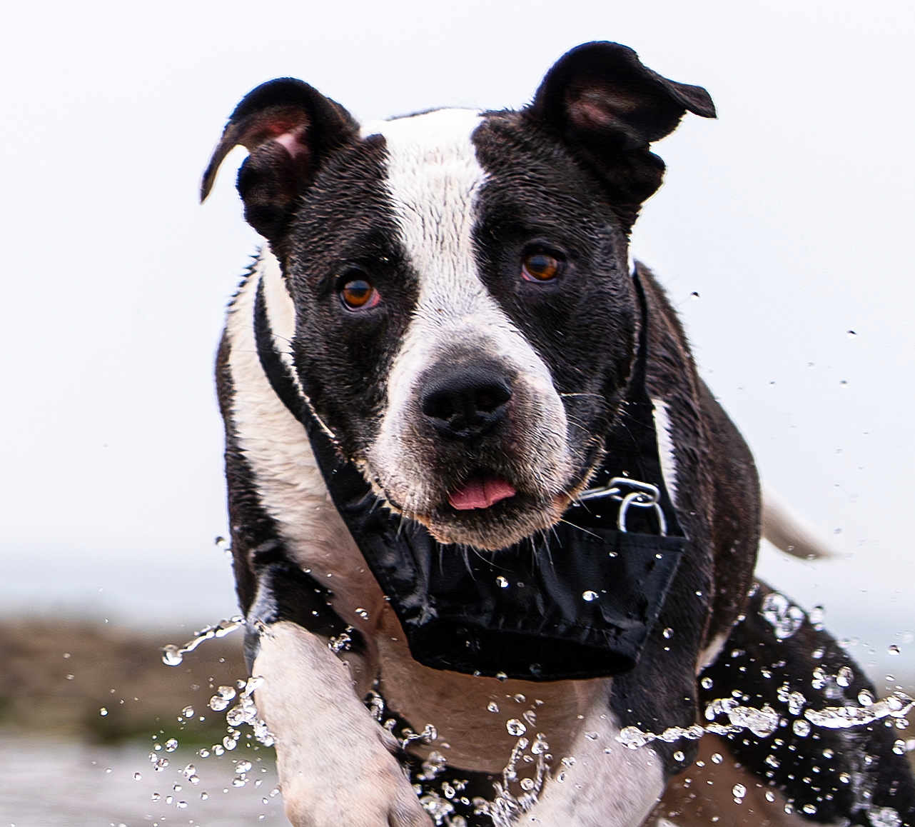 Neytiri a rejoint le concours — aidez-le/la à gagner de superbes lots ! dog, water, splash, black_and_white, running, wet, ears, tongue, collar, outdoor, action, close_up, animal, pet, energetic, motion, playful, fur, canine, nature