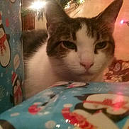 Junebug is registered to the contest to win money with this photo: blurred_background, cat, celebration, christmas_wrapping_paper, closeup, colorful_lights, cozy, curious, cute, decorations, domestic_animal, feline, festive, gift_wrap, holiday, holiday_lights, indoor, penguin_pattern, pet, soft_lighting