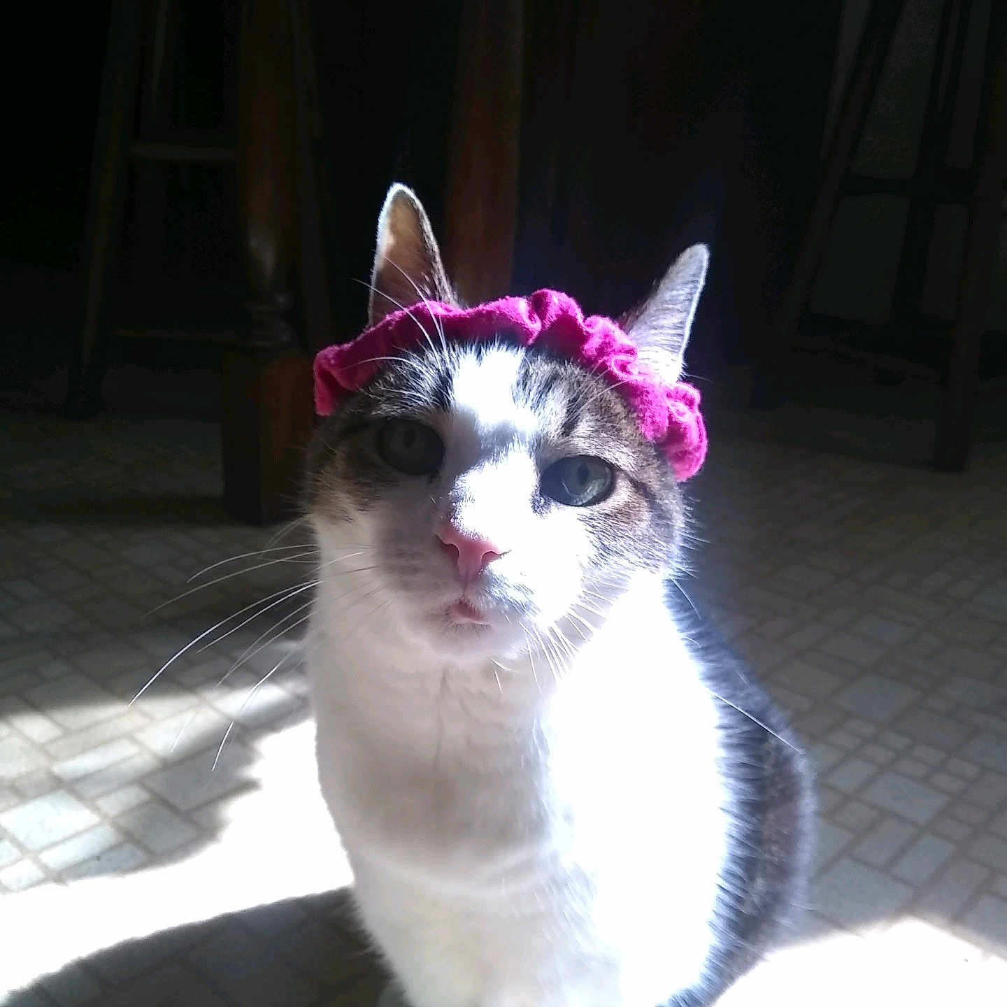 Junebug