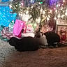 cat, christmas_tree, presents, carpet, holiday, lights, indoor, decorations, gift_bags, black_cat, white_cat, festive, cozy, pets, home, celebration, ornaments, relaxing, animal, floor