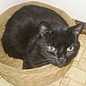 cat, black_cat, basket, floor, corner, indoor, pet, animal, fur, whiskers, green_eyes, wicker, texture, relaxed, close_up, small_space, home, domestic, cute, resting