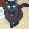 black_cat, cat, pet, animal, indoor, floor, tile_floor, glowing_eyes, flash_reflection, sitting, feline, whiskers, tail, cute, domestic_animal, household, mammal, fur, looking_up, night_photo