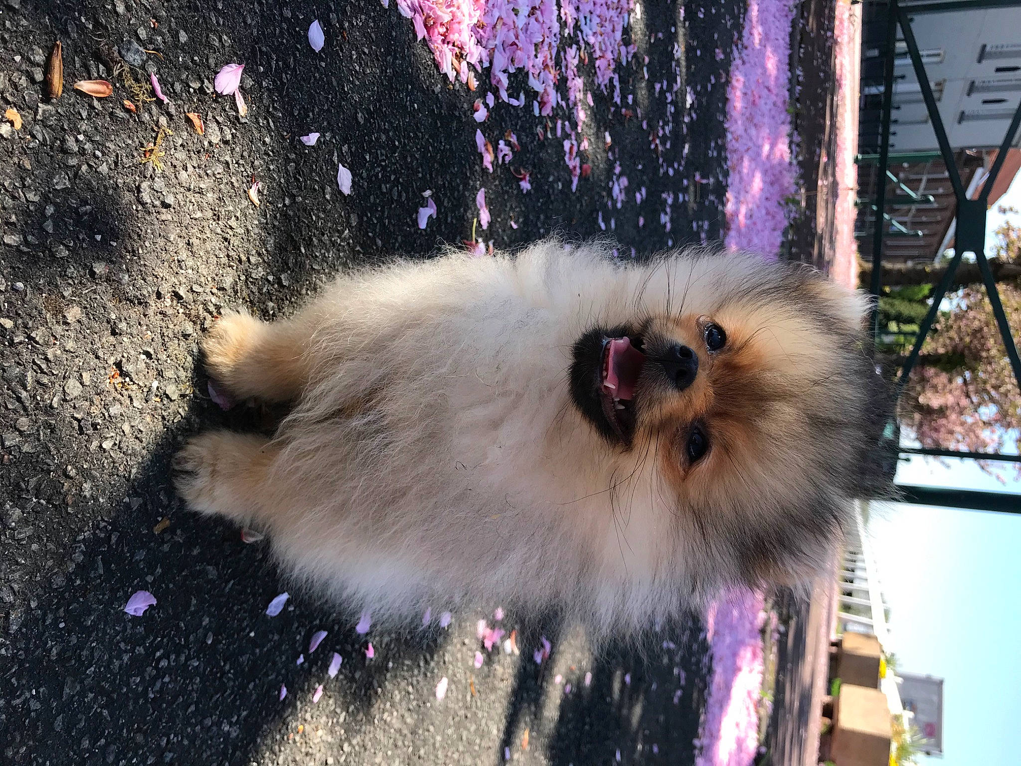 Rooky a rejoint le concours — aidez-le/la à gagner de superbes lots ! canidae, carnivore, dog, dog_breed, fawn, fur, german_spitz, german_spitz_klein, mammal, pomeranian, spitz, whiskers