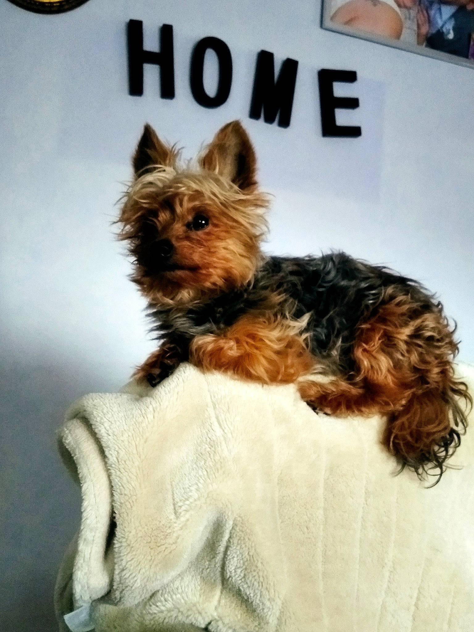 Joy participe au concours pour gagner de l'argent avec cette photo : canidae, carnivore, companion_dog, dog, dog_breed, dog_supply, event, fashion_design, fawn, fur, liver, logo, pet_supply, small_terrier, snout, sporting_group, terrier, toy_dog, whiskers, working_animal