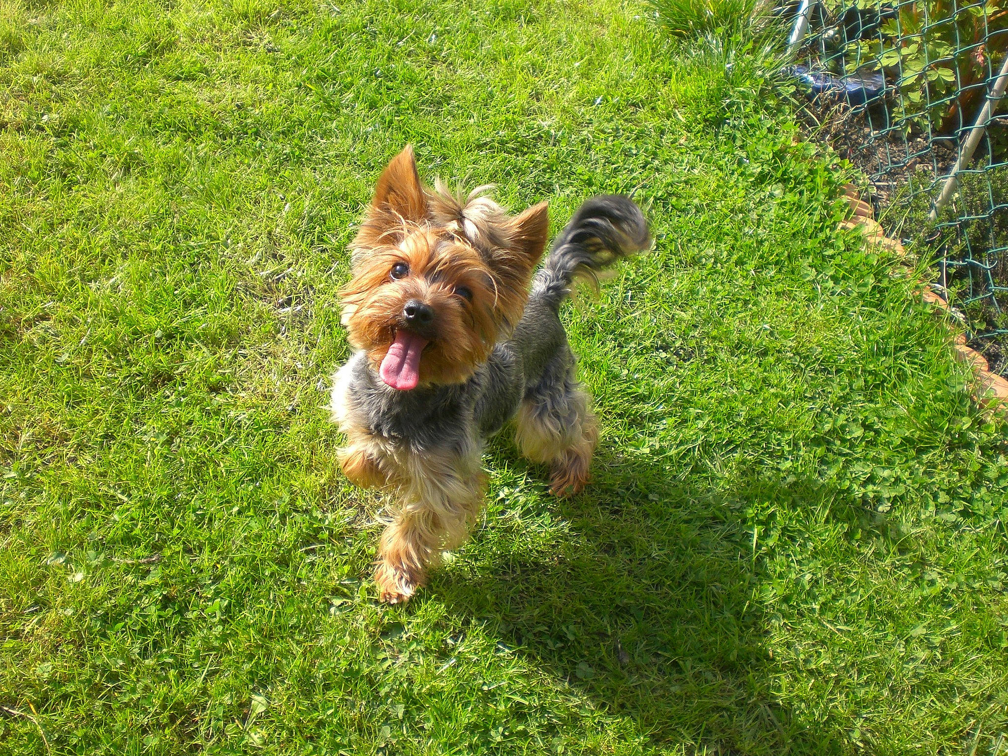 Joy participe au concours pour gagner de l'argent avec cette photo : australian_terrier, biewer_terrier, canidae, carnivore, companion_dog, dog, dog_breed, dog_supply, fawn, grass, groundcover, liver, plant, small_terrier, sporting_group, tail, terrier, toy_dog, water_dog, yorkshire_terrier