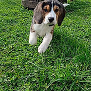 Bill participe au concours pour gagner de l'argent avec cette photo : puppy, dog, beagle, grass, greenery, outdoor, running, playful, wooden_cart, nature, animal, pet, young_dog, fence, daylight, closeup, grass_field, leafy, cute, energetic