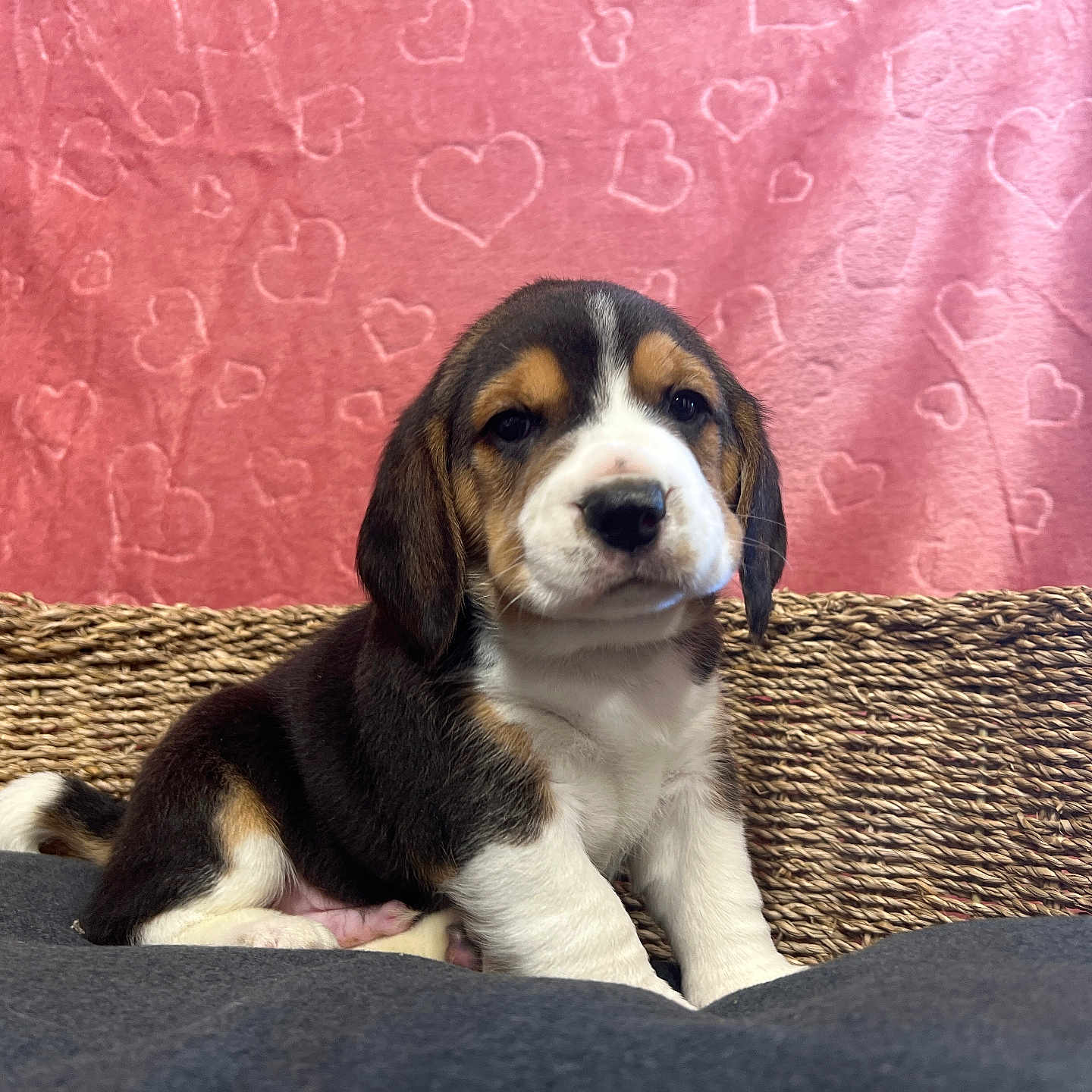 Bill participe au concours pour gagner de l'argent avec cette photo : animal, blanket, cushion, cute, dog, ears, fur, hearts_pattern, indoor, nose, paw, pet, portrait, puppy, resting, sitting, tricolor, whiskers, woven_basket, young