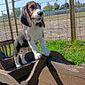 Bill participe au concours pour gagner de l'argent avec cette photo : animal, beagle, canine, daylight, dog, farm, fence, grass, greenery, nature, outdoor, pet, playful, portrait, puppy, sky, standing, sunny, wood, young
