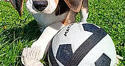 Bill a rejoint le concours — aidez-le/la à gagner de superbes lots ! animal, beagle, car, closeup, cute, daytime, dog, ears, grass, house, nature, outdoor, pet, playful, puppy, rope_toy, soccer_ball, sunny, tail, young
