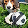 animal, beagle, car, closeup, cute, daytime, dog, ears, grass, house, nature, outdoor, pet, playful, puppy, rope_toy, soccer_ball, sunny, tail, young