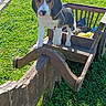 Bill participe au concours pour gagner de l'argent avec cette photo : animal, beagle, cute, daylight, dog, farm, fence, grass, greenery, nature, outdoor, pet, playful, puppy, soccer_ball, summer, sunlight, tongue_out, toy, wooden_cart
