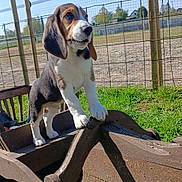 Bill participe au concours pour gagner de l'argent avec cette photo : animal, beagle, blue_sky, cute, daylight, dog, ears, fence, grass, nature, outdoor, pet, playful, puppy, snout, standing, sunny, wooden_structure, yard, young_dog