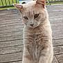 Tom Tom joined the competition — help win amazing prizes! animal, cat, cream_colored, curious, daylight, ears, eyes, feline, fence, fur, glass_door, grass, nature, nose, outdoor, paws, pet_house, standing, whiskers, wooden_deck