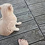 animal, bare_foot, cat, close_up, cream_colored, daylight, floor, fur, human, nature, outdoor, paw, pet, plank, quiet, relaxing, rustic, sitting, texture, wooden_deck