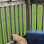 Tom Tom is registered to the contest to win money with this photo: animal, backyard, baking_tray, cat, container, curious, daylight, exploring, fence, grass, green_field, nature, orange_cat, outdoor, pet, railing, rural, tail, wood, wooden_deck