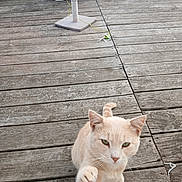 Tom Tom joined the competition — help win amazing prizes! animal, cat, cat_house, close_up, cream_colored, curious, daylight, ears, fence, green_grass, nature, outdoor, paw, pet, playful, scratching_post, tail, whiskers, wood_texture, wooden_deck