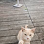 animal, cat, cat_house, close_up, cream_colored, curious, daylight, ears, fence, green_grass, nature, outdoor, paw, pet, playful, scratching_post, tail, whiskers, wood_texture, wooden_deck