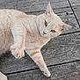 animal, cat, close_up, curious, daylight, feline, fur, green_eyes, human, light_beige, nature, outdoor, paw, pet, playful, reaching, relaxed, toes, whiskers, wooden_deck