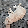 affection, animal, blurred, casual, cat, close_up, companionship, cream_colored, domestic_cat, feline, foot, interaction, natural_light, outdoor, pet, plank, resting, soft_fur, texture, wooden_deck