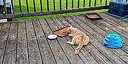 Tom Tom joined the competition — help win amazing prizes! animal, blue_toy, cat, container, daylight, deck, fence, field, food, grass, greenery, mammal, nature, outdoor, pet, quiet, relaxing, tray, trees, wood
