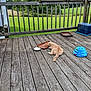 animal, blue_toy, cat, container, daylight, deck, fence, field, food, grass, greenery, mammal, nature, outdoor, pet, quiet, relaxing, tray, trees, wood