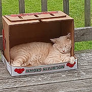 Tom Tom joined the competition — help win amazing prizes! cat, cardboard_box, sleeping, outdoor, deck, wooden_fence, grass, pet, cozy, resting, animal, feline, box, nature, summer, relaxation, cute, domestic_animal, peaceful, cream_color