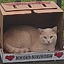 Tom Tom is registered to the contest to win money with this photo: cat, cardboard_box, animal, pet, feline, resting, indoors, box, brown, beige, cute, looking, green_background, wood, floor, relaxed, domestic, small, ears, fur