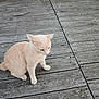 animal, barefoot, cat, closeup, curious, daylight, domestic_cat, feline, foot, light_fur, nature, outdoor, pet, plank_floor, quiet, resting, single_animal, sitting, wood_texture, wooden_deck