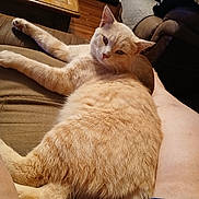 Tomtom is registered to the contest to win money with this photo: cat, orange_cat, pet, indoor, couch, person, lap, furniture, wooden_table, medicine_bottles, relaxed, fur, animal, home, living_room, seated, comfort, domestic, close_up, resting