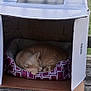 Tomtom joined the competition — help win amazing prizes! cat, sleeping, cardboard_box, cushion, orange_tabby, outdoor, wooden_deck, fence, green_grass, pet, cozy, resting, animal, domestic_cat, quiet, daytime, relaxing, home_made, cute, feline