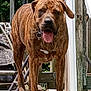 dog, brindle, porch, wooden, outdoor, pet, canine, animal, tongue_out, panting, happy, fence, railing, sunlight, daylight, legs, standing, collar, background, nature