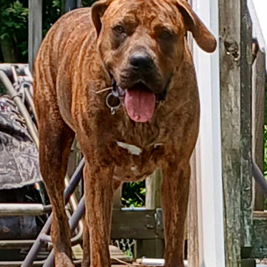 Stella